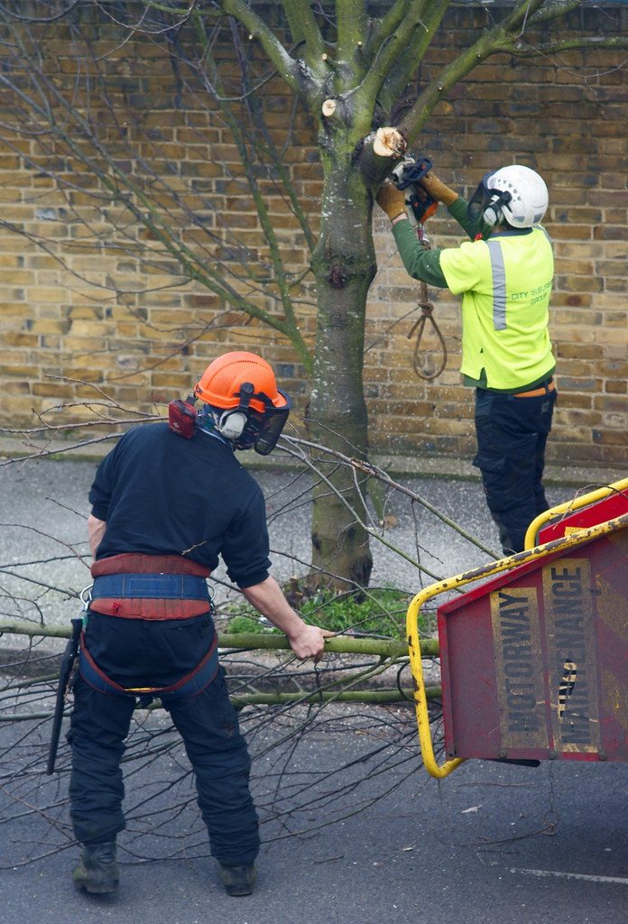 Arborist trimming limbs with a chainsaw high in a tree